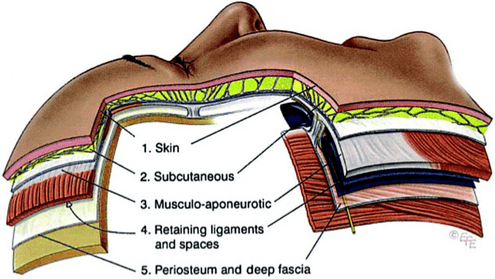 SMAS anatomy