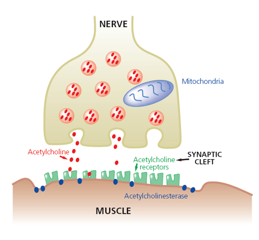 Effects of botulinum toxin on the synaptic cleft